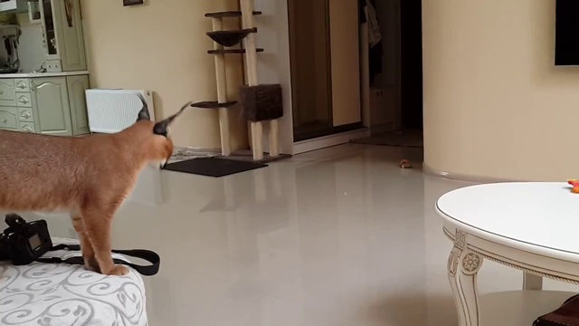 домашний красавец-каракал