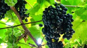 Виноград  Виктория и Красень -  неукрывные сорта. Обзор в плодоношении.