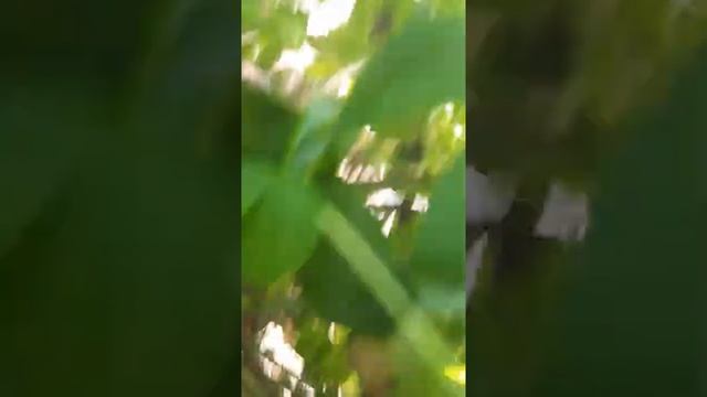 Работа в Англии, убийство малины??? смотреть онлайн