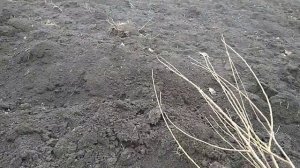 Вишня войлочная. Как посадить?