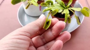 Венерина Мухоловка. Поэтапный процесс кормления. Что в себя включает?