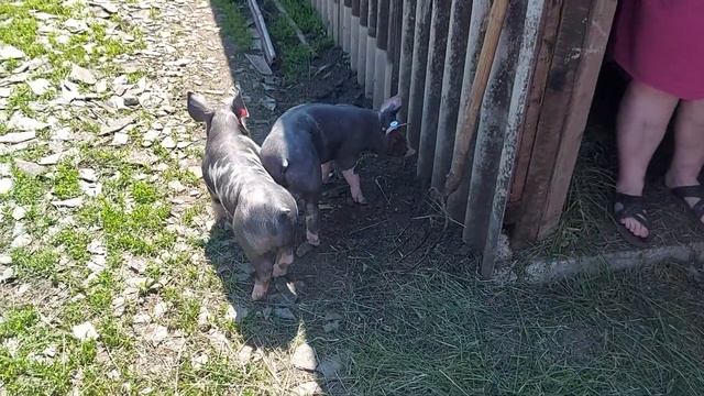 продажа поросят породы пьетрен , продаётся хрячек породы пьетрен смотреть онлайн