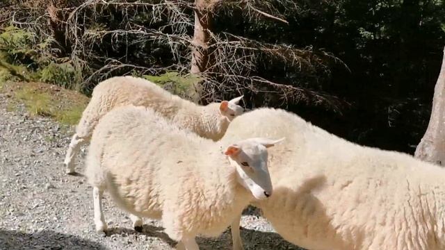 Поход на два ледника. Норвегия, Stryn. смотреть онлайн