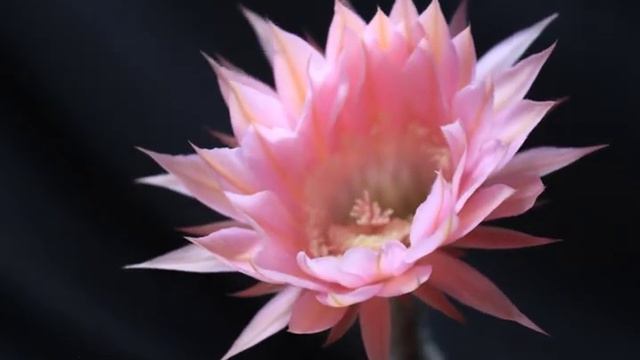 echinopsis flower time lapse (Easter Lily, sea-urchin, hedgehog cactus) close up смотреть онлайн