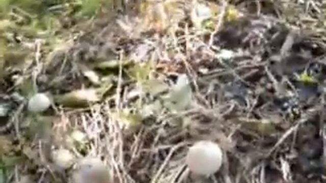 Магическое отражение будущего