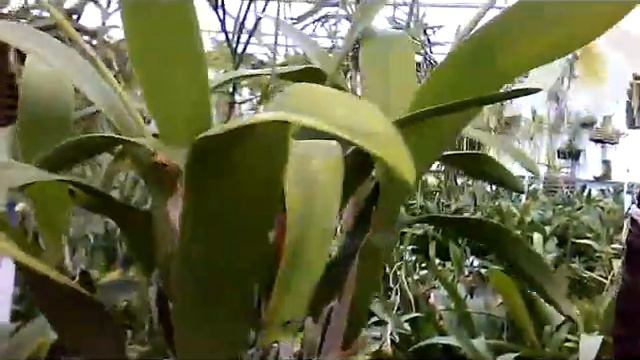 Anggrek cattleya hybrida subur lengket di kayu cypress - Blc Butterbur смотреть онлайн