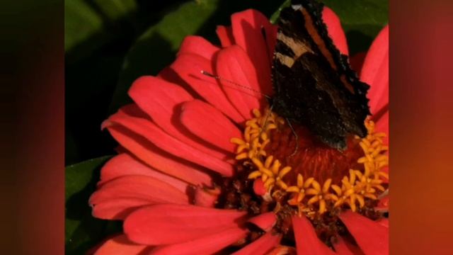 Люблю полевые цветы, а также розы нежные и экзотические!. смотреть онлайн