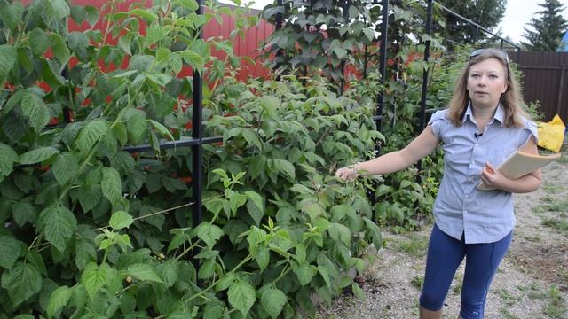 Малина: какие сорта стоит сажать смотреть онлайн