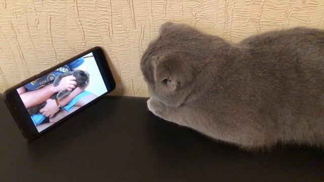 Кот смотрит телевизор, планшет и телефон. Кот Космос и TV! смотреть онлайн