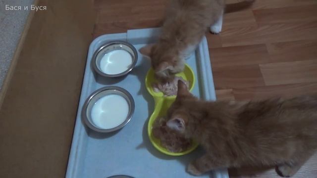 Чем кормить котят? Питание котят. Как кормить котенка правильно? смотреть онлайн