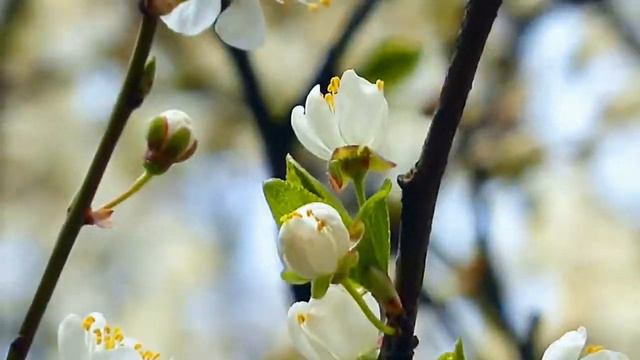 ХАЗА НУСКАЛ 1 смотреть онлайн