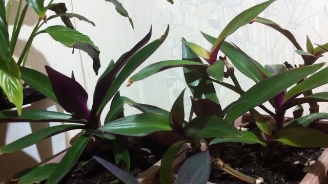 ПОЛУЧАЕТ ЛИ ваша орхидея СОЛНЕЧНЫЙ ОЖЕГ? Информация ЗВУЧИТ ВПЕРВЫЕ смотреть онлайн