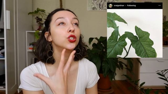 2021 HOUSEPLANT WISHLIST | syngonium, hoya, alocasia and more! смотреть онлайн