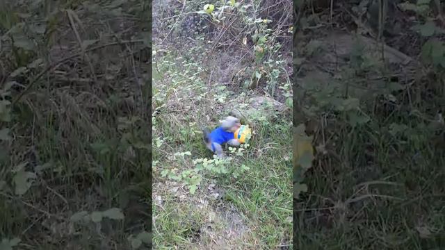 Самый любимый Йорк смотреть онлайн