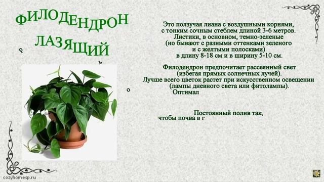 Вьющиеся комнатные растения смотреть онлайн