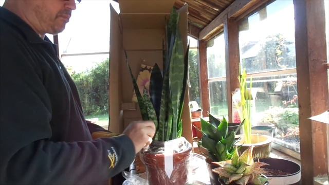 My Aloe Collection 3 (Aloe Series)