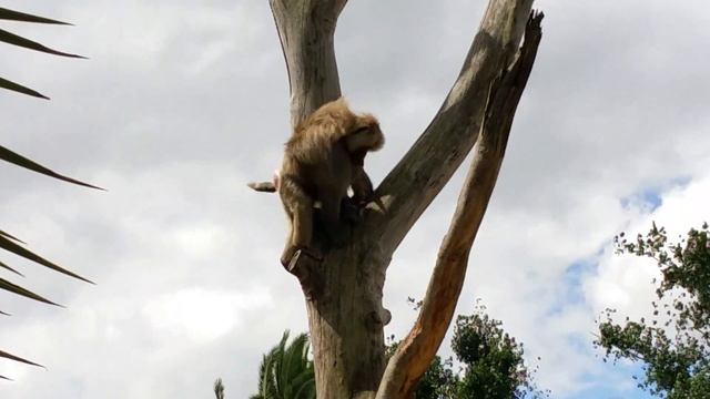Павиан нападает на маленького поссума Melbourne Zoo смотреть онлайн