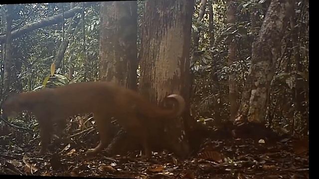 Кошка Темминка. Эта крупная дикая кошка почти неизвестна публике, она может завалить молодого оленя смотреть онлайн