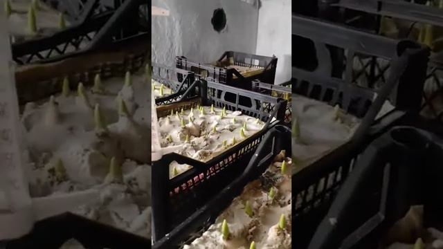дебют. выгонка тюльпана к 8 марта! смотреть онлайн