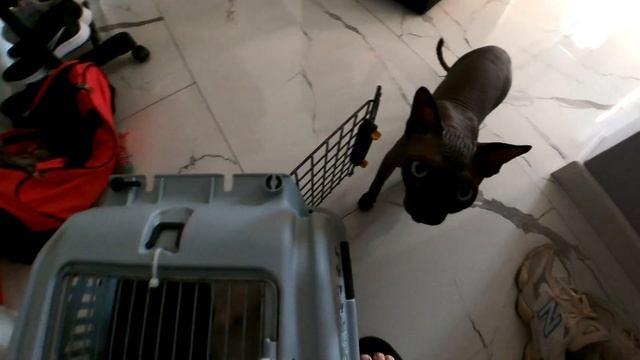 Кошка на которую напали собаки выписалась из клиники, я отвез ее домой к волонтерам! смотреть онлайн