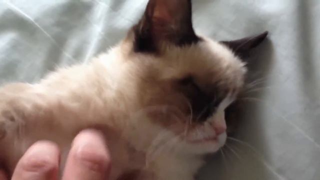 Недовольный кот из мемов