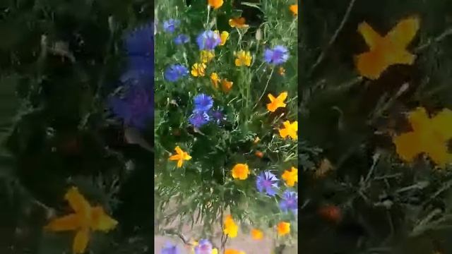 Волошки и эшшольция прекрасно сочетаются в клумбе смотреть онлайн