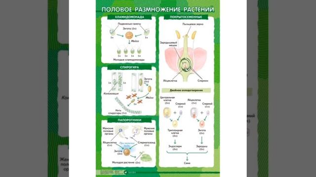 Урок биологии на тему: Основные этапы развития растительного мира. смотреть онлайн