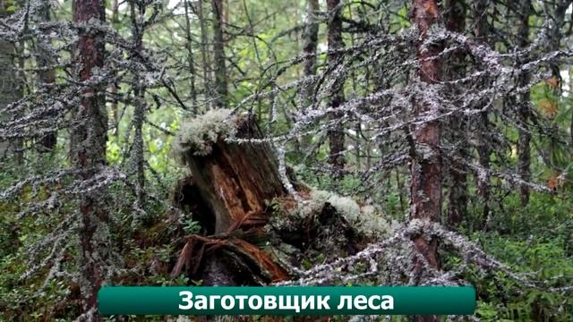 Самые опасные профессии в мире! смотреть онлайн