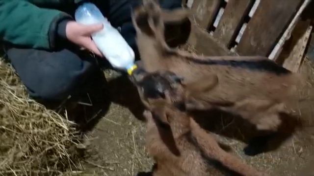 ЧЕШСКИЕ КОЗЫ: описание породы, особенности содержания и просто веселое видео. "Мое Подворье" смотреть онлайн