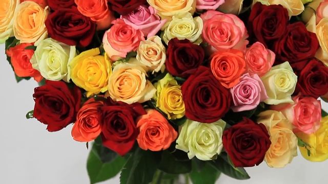 151 разноцветная роза смотреть онлайн