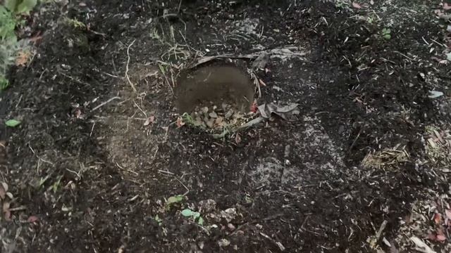 19.10.22. Начала пересаживать голубику. Сняли с лестницы горизонтальную опалубку. смотреть онлайн