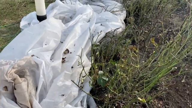 Открываю основной розарий. Розы живы! смотреть онлайн
