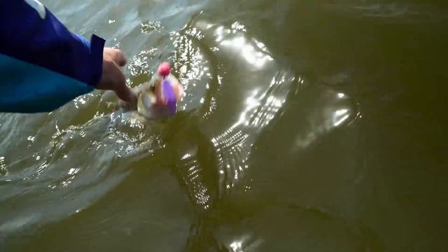 Рыбалка с чемпионами Zander&Pike 2023. Команда Zavidovo Fishing смотреть онлайн