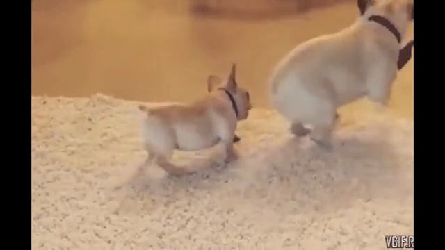 Смешные животные #39. Кот Гарри Поттера смотреть онлайн