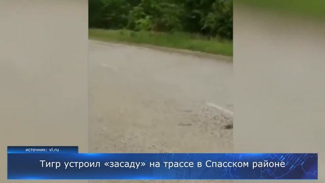 Тигр устроил «засаду» на трассе в Спасском районе смотреть онлайн