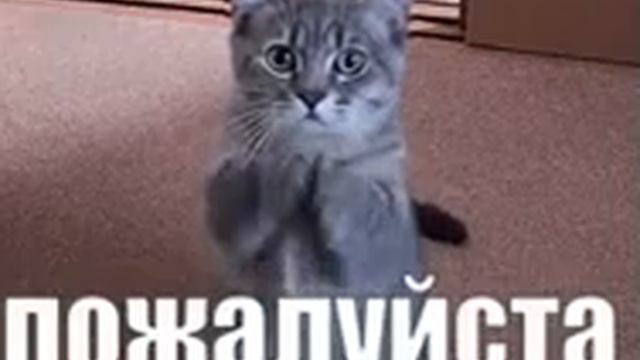 Кот просит вкусняшку смотреть онлайн