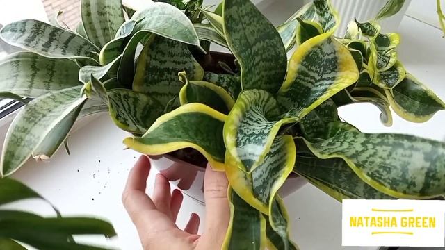 БОЛЬШОЙ ОБЗОР моих РАСТЕНИЙ/Переезд с лоджии в комнату/сентябрь 2022 смотреть онлайн