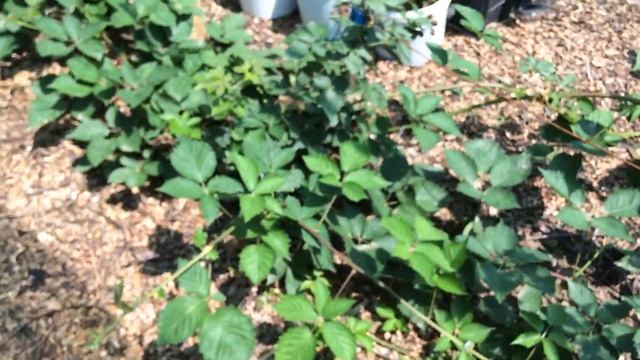 Лох Тей ежевика ранняя, вкусная