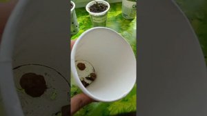 Пересадка черенка лимона с корнями🌱