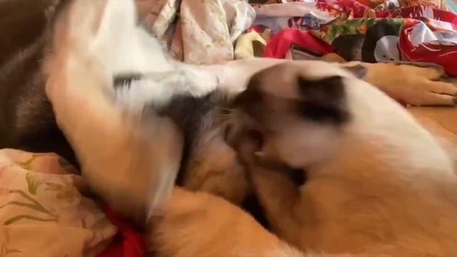 ЗАГРЫЗАЕТ!!! КОТЁНОК ГРЫЗЕТ И МУЧАЕТ ЩЕНОЧКА ОВЧАРКИ!!! смотреть онлайн