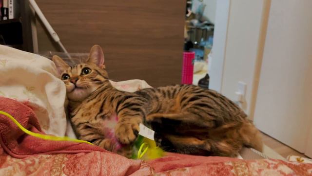 Genetta Kitten Playing with a Toy That Makes Noise【Munchkin x Bengal】 смотреть онлайн