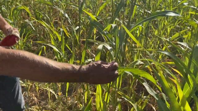 Семь разных способов покровных культур смотреть онлайн