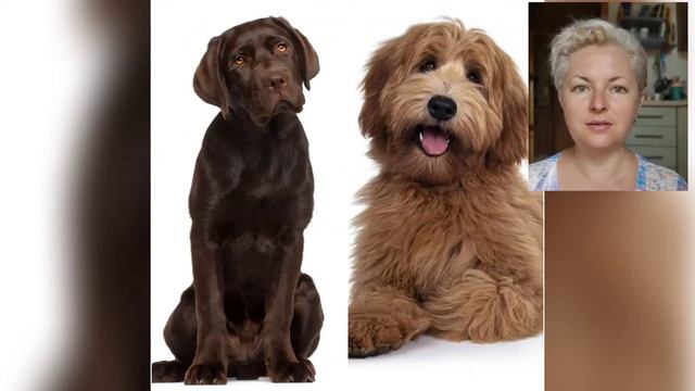 🐕📝🐾 ЛАБРАДОР Vs ЛАБРОДУДЛЬ