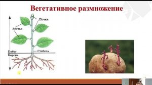 Формы размножения организмов. Биология 10 класс.