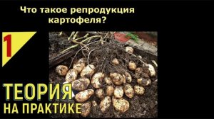 УРОЖАЙНЫЕ сорта картофеля, НЕ БОЛЕЮЩИЕ ФИТОФТОРОЗОМ, уже в России