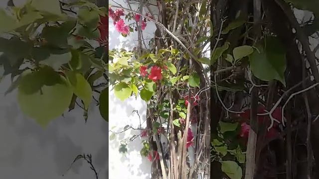 Bougainvillea spectabilis смотреть онлайн