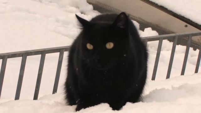 Cats in Snow ☆ December 3 ☆ Advent Calendar смотреть онлайн