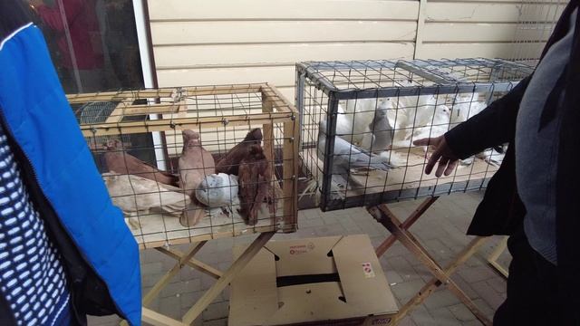 Клир голуби смотреть онлайн