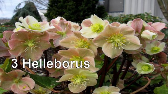 TOP 5 Plante cu flori pentru o gradina umbroasa смотреть онлайн
