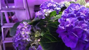 Гортензия крупнолистная Earli Blue ремонтантная #крупнолистная#продажа#новосибирск#наташаХорошунова